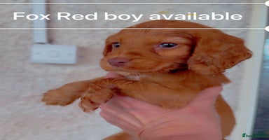 Cocker Spaniel dogs - Advert 14