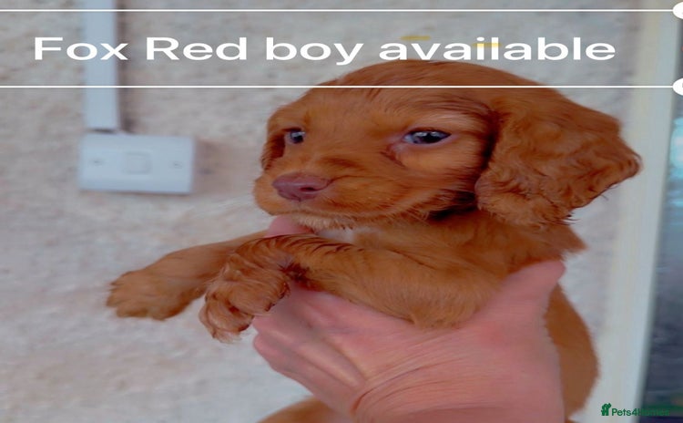 Cocker Spaniel dogs - Advert 7