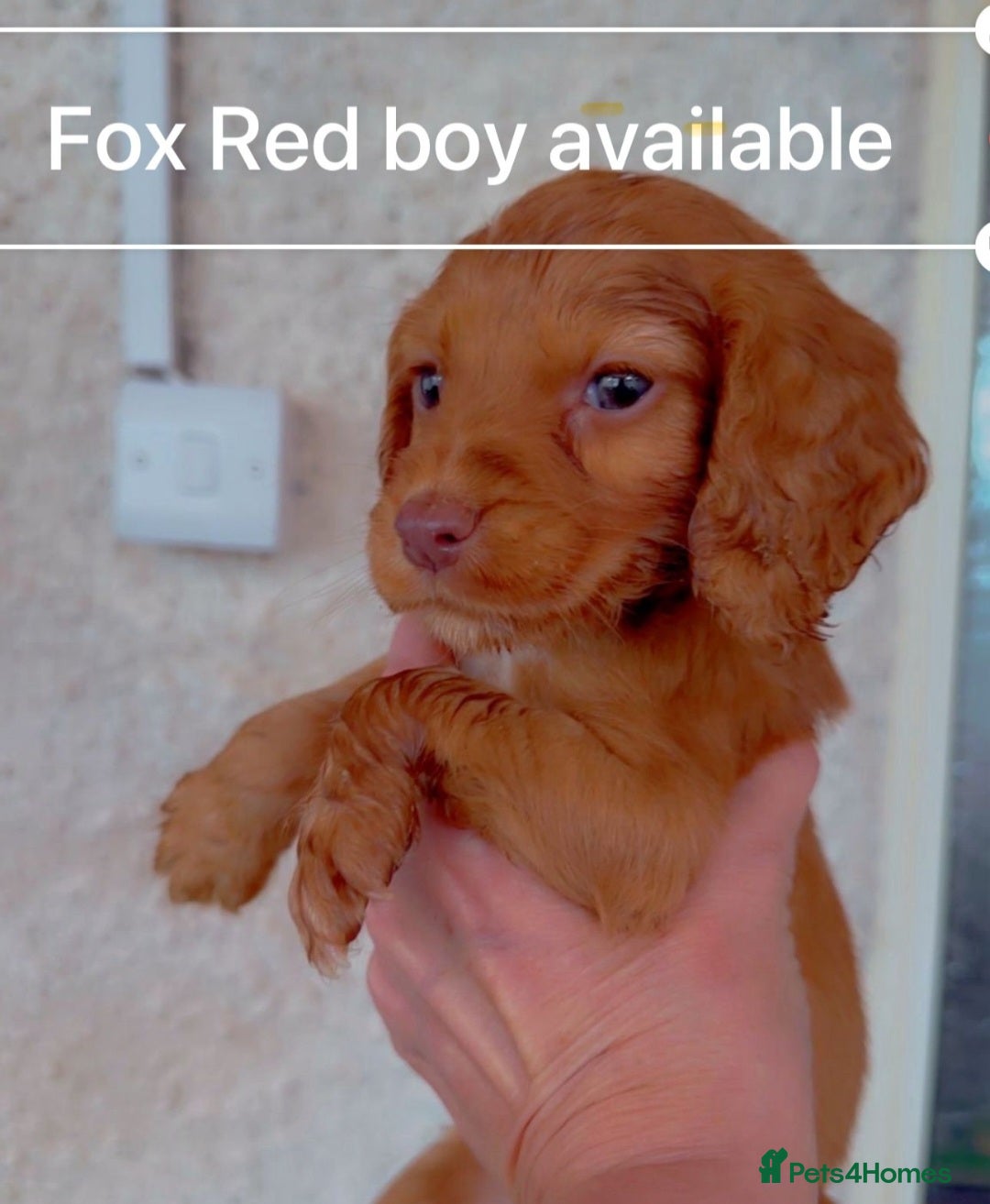 Cocker Spaniel dogs for sale: Cockerspaniel fox red stunning puppies 🐶  - Image 1