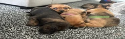 Mixed Breed dogs for sale: 6 dashound mix breed puppies  in Retford - Advert 6