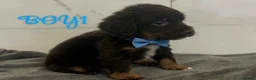 Cocker Spaniel dogs for sale: Cocker spaniel puppies for sale  - Advert 10