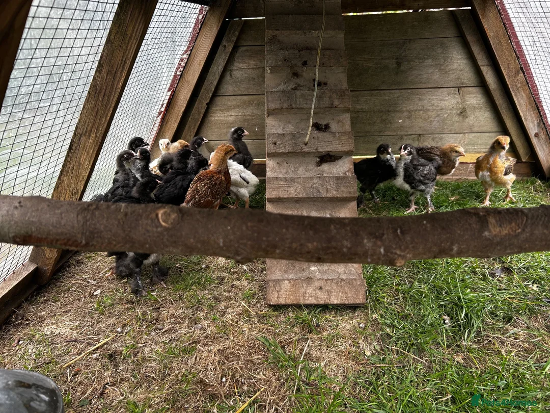Chickens poultry for sale: 3 week old chicks in Eastbourne - Advert 3