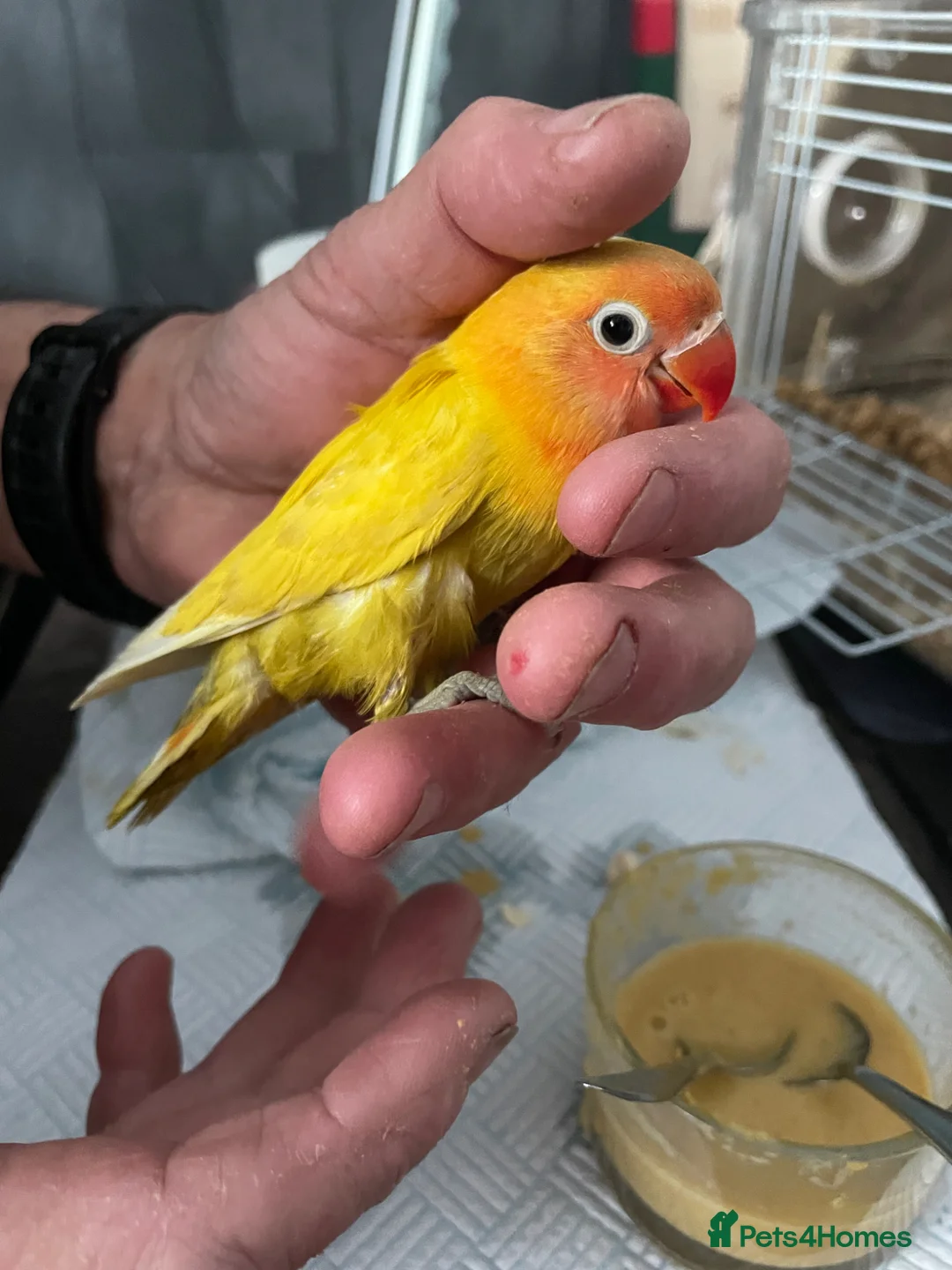 Lovebirds birds for sale: Lovebirds for Sale - Advert 4