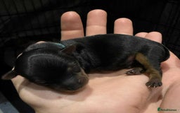 Yorkshire Terrier dogs for sale: 🐾 Miniature Yorkshire Terrier Puppies 🐾 - Image 1