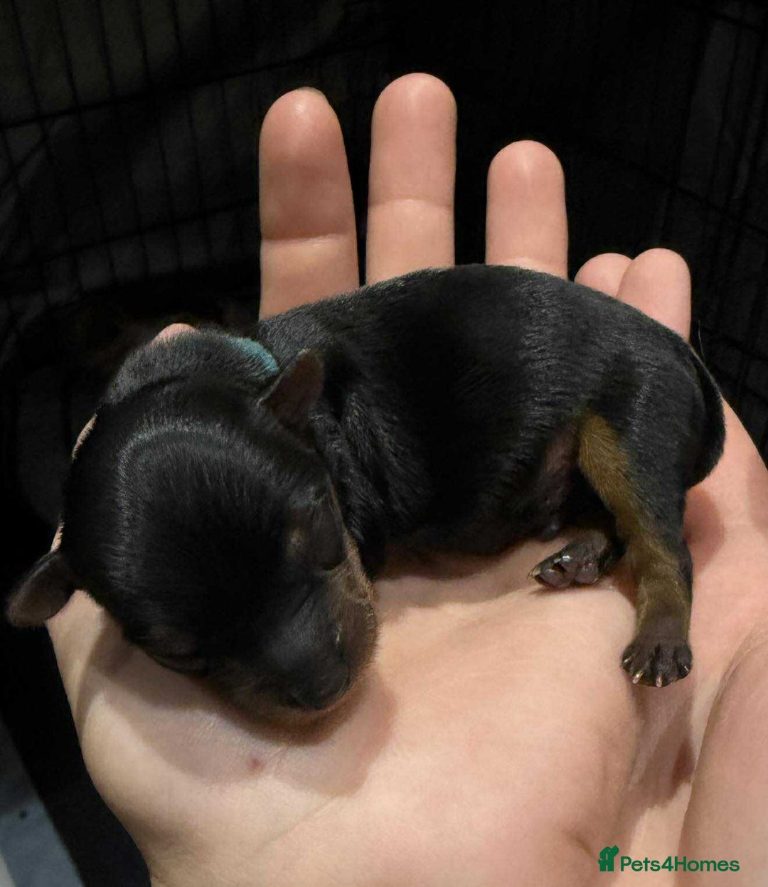 Yorkshire Terrier dogs for sale: 🐾 Miniature Yorkshire Terrier Puppies 🐾 - Image 1