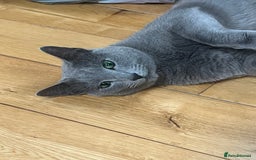 Russian Blue cats for sale: 🐾 Beautiful 18-Month-Old Russian Blue Male Cat - Image 1