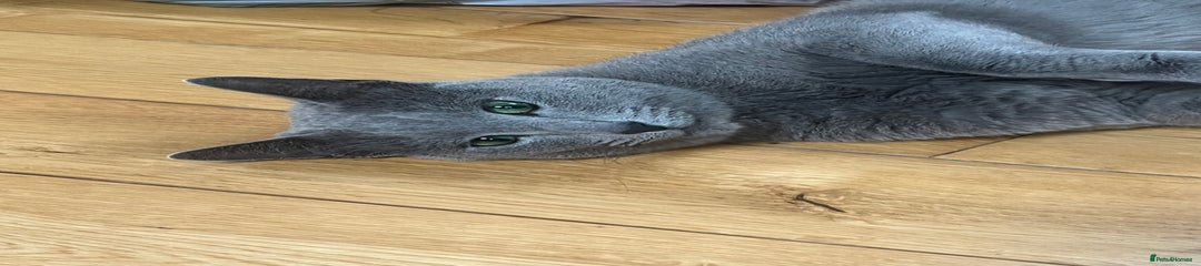 Russian Blue Kitten 1