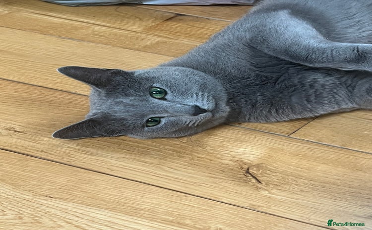 Russian Blue cats - Advert 1