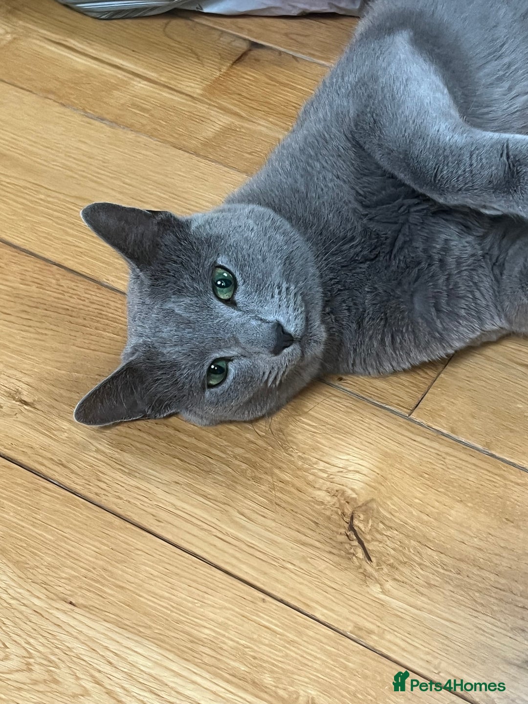 Russian Blue cats for sale: 🐾 Beautiful 18-Month-Old Russian Blue Male Cat - Image 1
