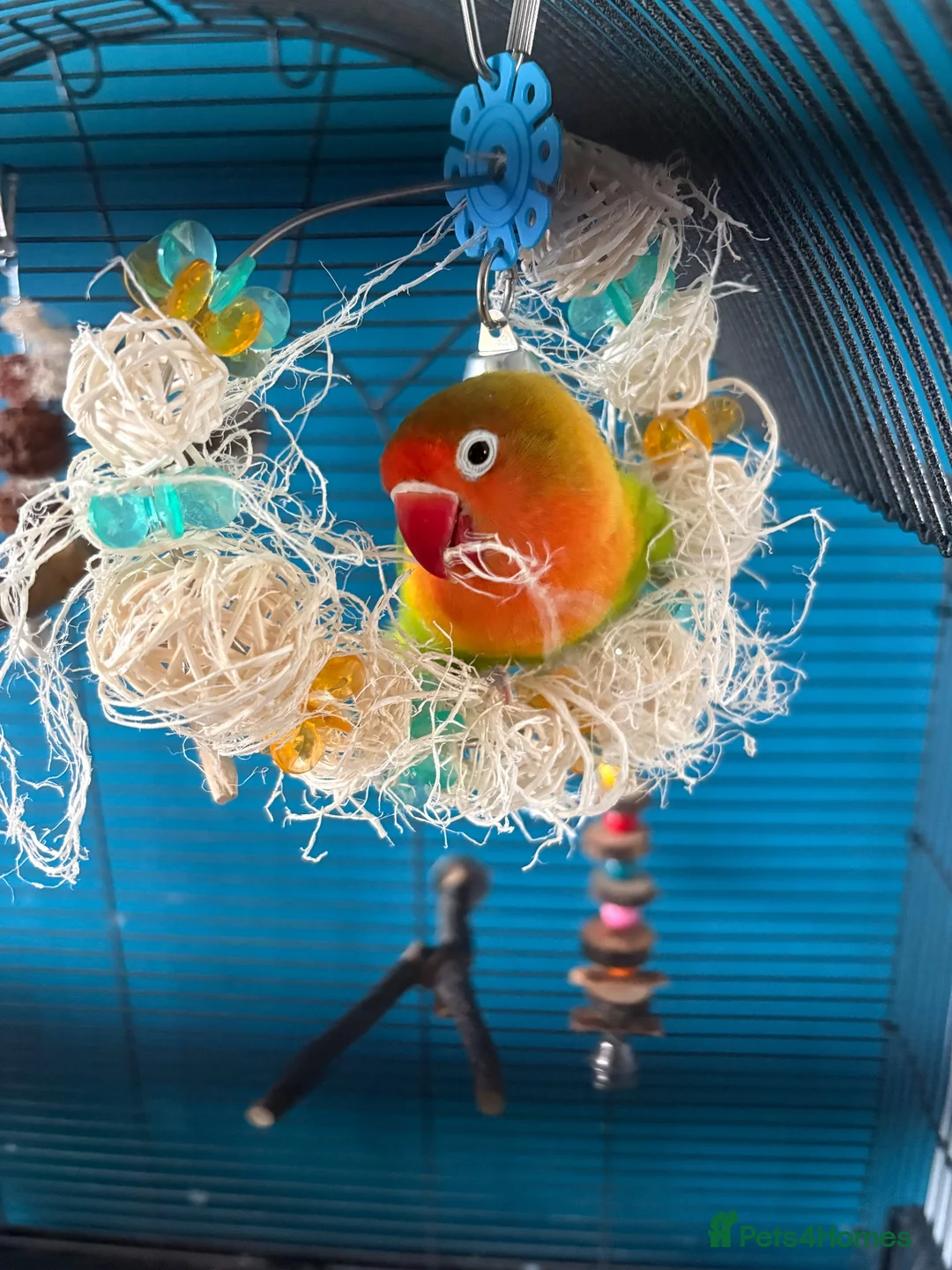 Lovebirds birds for sale: 10 month old love bird - Advert 2