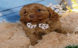 Cavapoo dogs for sale: Red Cavapoo Pups - Advert 8