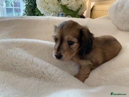 Miniature Dachshund dogs - Advert 1