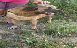 Belgian Shepherd Dog dogs for adoption: Ava - Norwich Norfolk  - Image 13