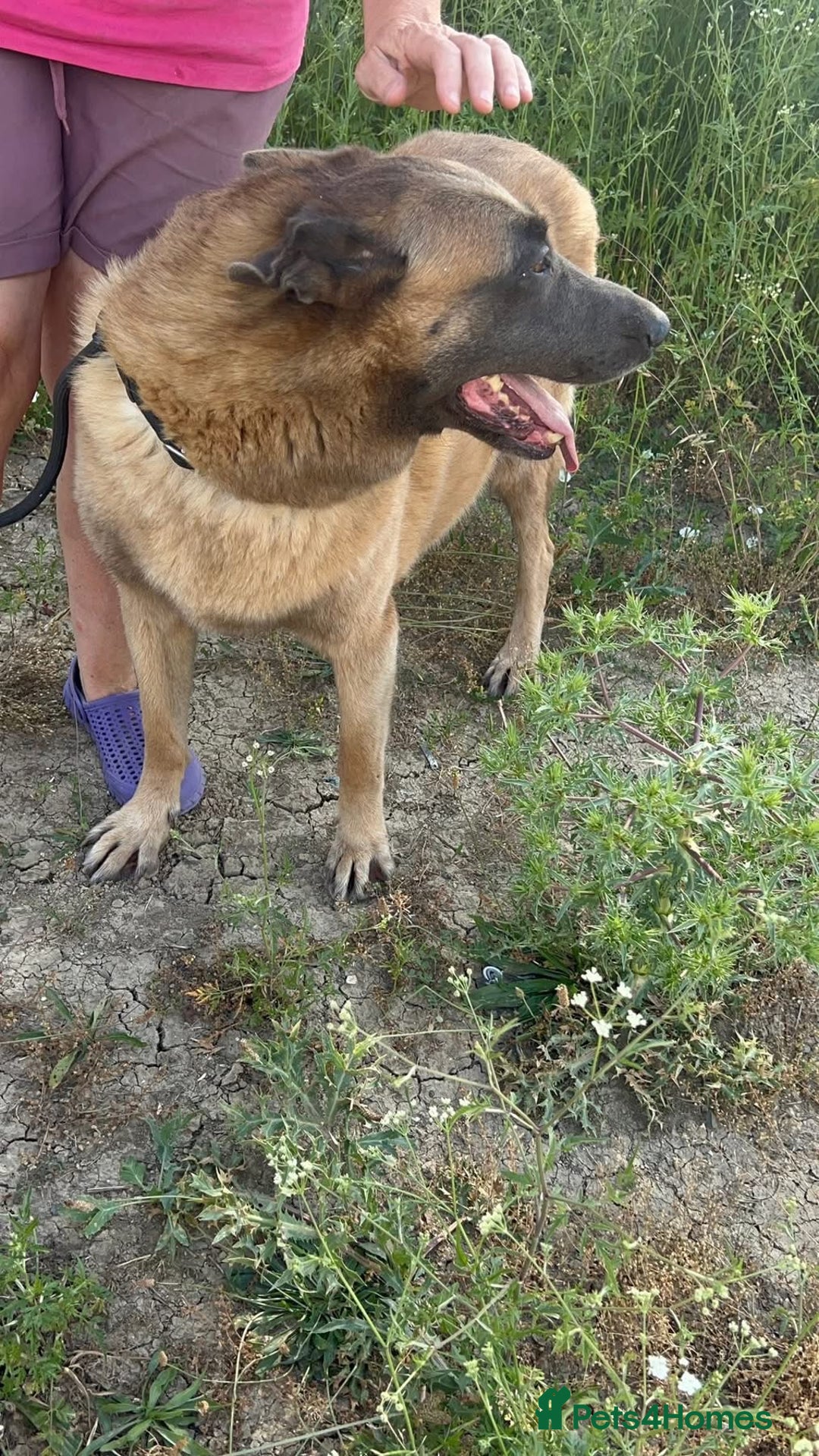 Belgian Shepherd Dog dogs for adoption: Ava - Norwich Norfolk  - Image 13