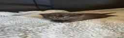 British Shorthair cats for sale: Beautiful male kitten - Advert 2