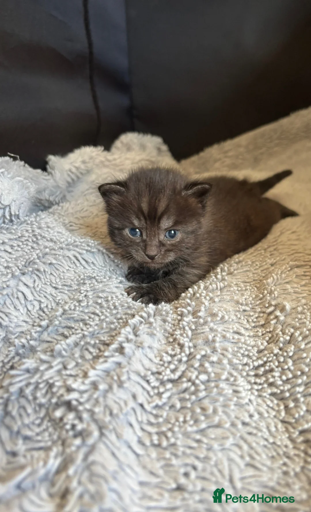 British Shorthair cats for sale: Beautiful male kitten - Advert 2