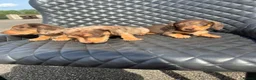 Dachshund dogs for sale: Dachshund puppies  - Advert 7