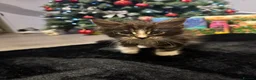 Maine Coon cats for sale: Full Maine Coon for sale - Advert 8