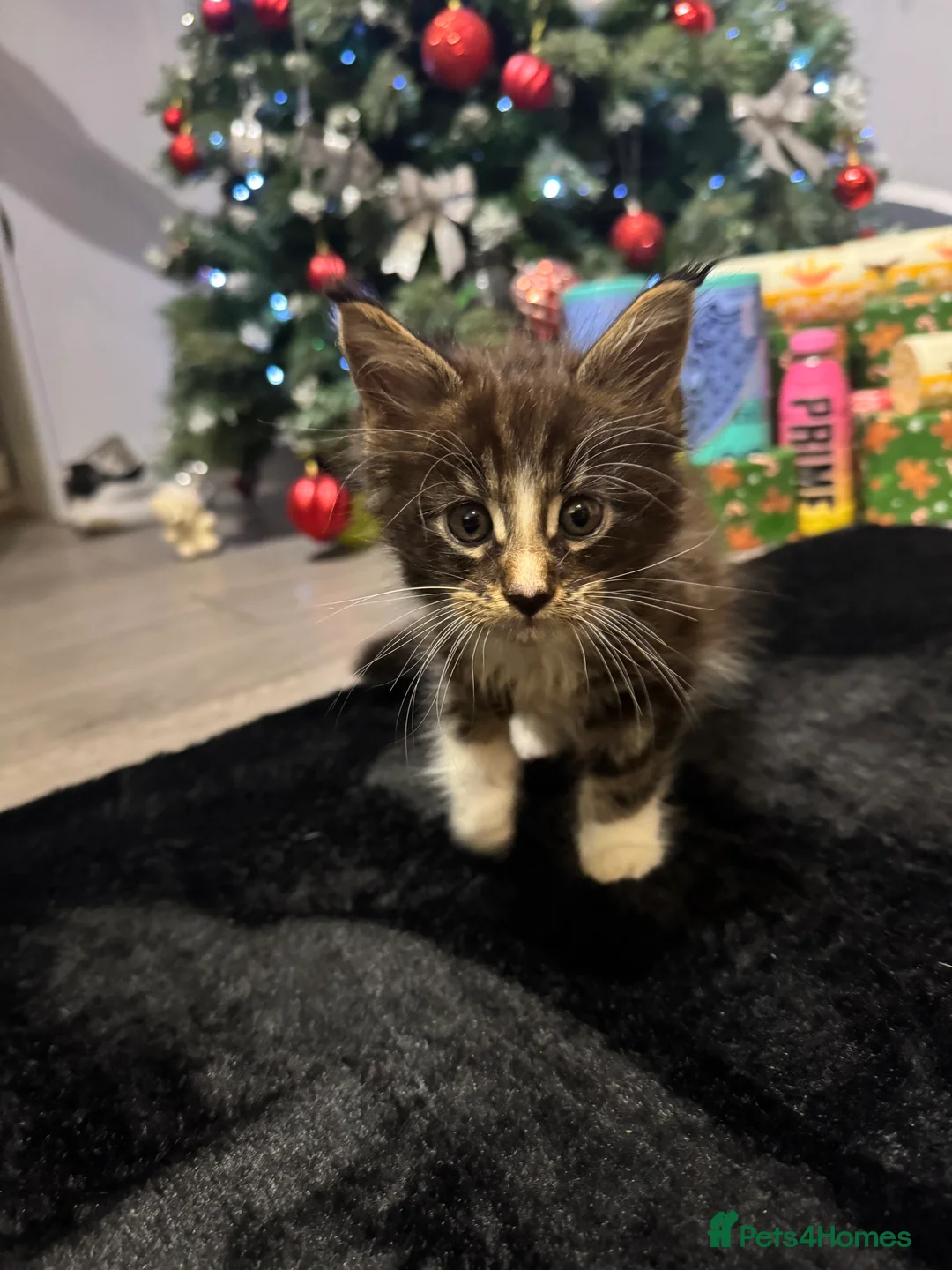 Maine Coon cats for sale: Full Maine Coon for sale - Advert 8