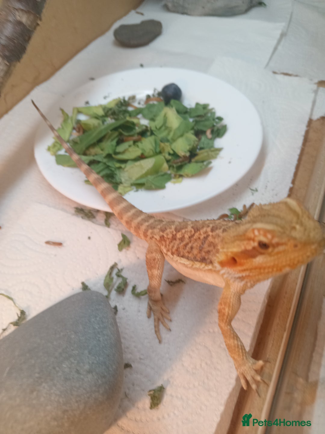 Bearded Dragon reptiles for sale: Beautiful baby is looking for forever home  - Image 6