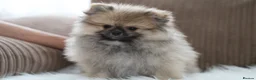 Pomeranian dogs for sale: Cute puppies  - Advert 8