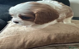 Cavalier King Charles Spaniel dogs for sale: Fully health tested CKCS 🐶💙🐾 - Image 23