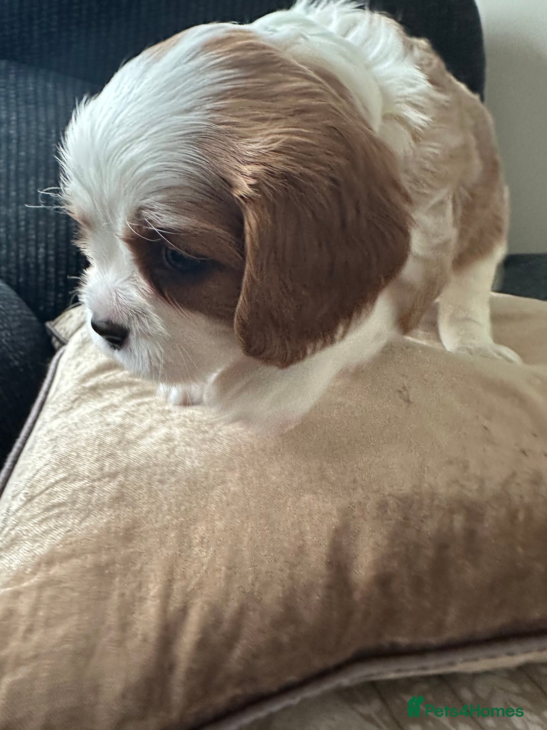 Cavalier King Charles Spaniel dogs for sale: Fully health tested CKCS 🐶💙🐾 - Image 23
