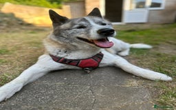 Akita dogs for sale: 8 year old American Akita - Image 3