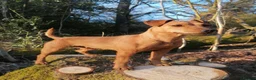 Patterdale Terrier dogs for sale: Smooth coat Patterdale Terrier Puppies - Advert 5
