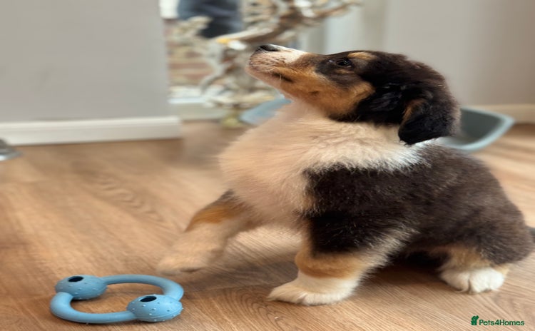 Australian Shepherd dogs - Advert 1