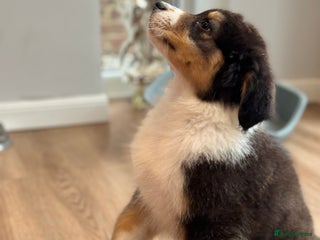 Australian Shepherd dogs - Advert 3
