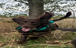 Sprocker dogs for sale: 2 exceptional dogs. - Image 2