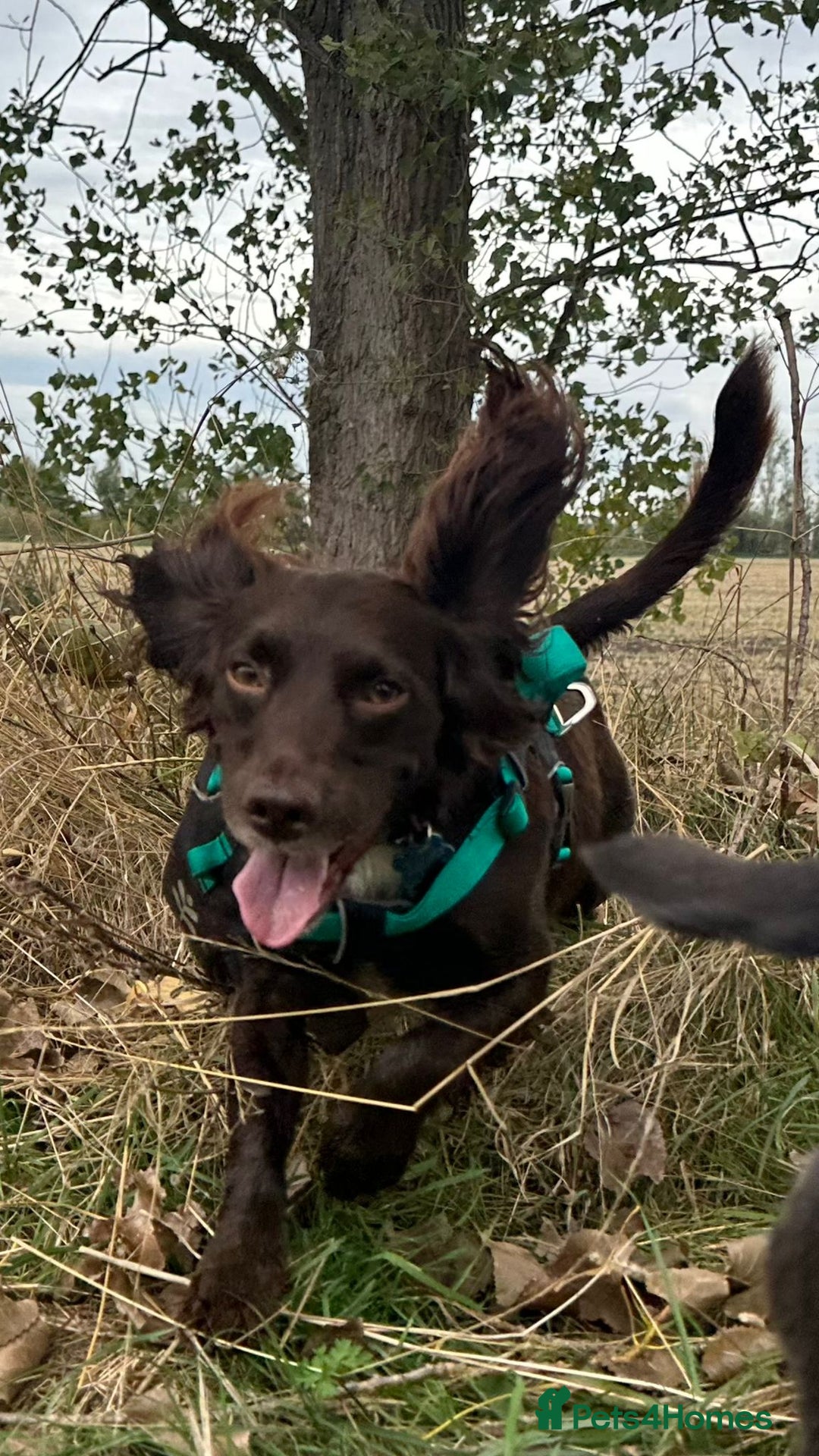Sprocker dogs for sale: 2 exceptional dogs. - Image 2