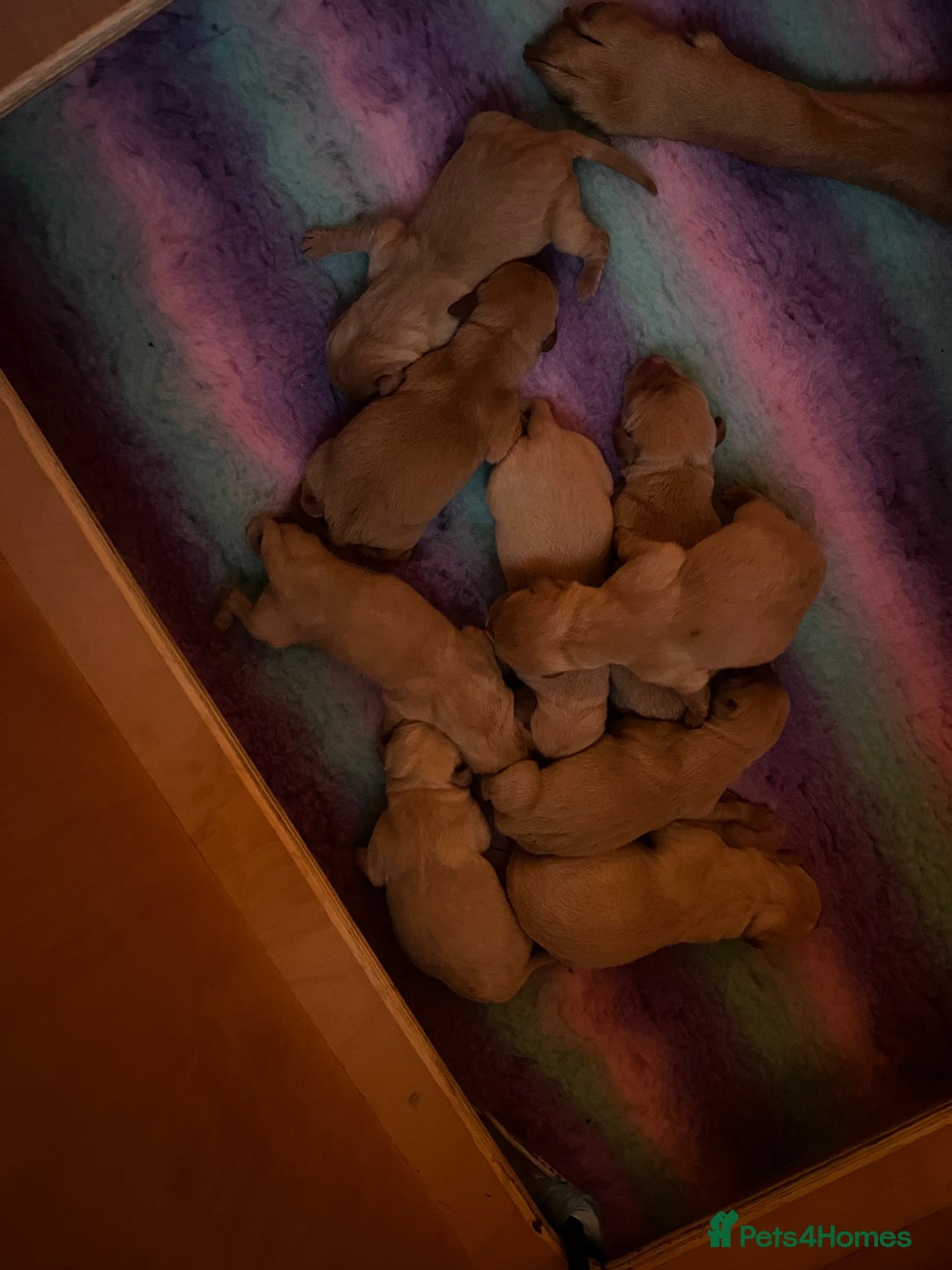 Labrador Retriever dogs for sale: Labrador Retriever puppy’s  - Image 3