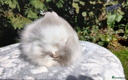 Lionhead rabbits for sale: Stunning DM Lionhead baby rabbits  - Image 5