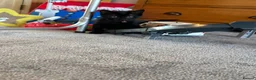 Mixed Breed cats for sale: Two beautiful boys - Advert 3