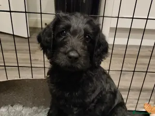 Labradoodle dogs F1 Standard Labradoodle Puppies - Advert 8