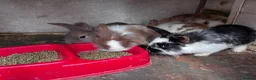 Mini Lion Lop rabbits for sale: 5 Beautiful Mini Lionhead Lops £50 Each. - Advert 3