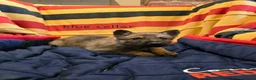 Mixed Breed dogs for sale: Shepherd's available.  Last 2 £500 - Advert 11