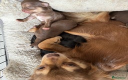 Chihuahua dogs for sale: Stunning litter of 5 long coat chihuahuas - Image 20