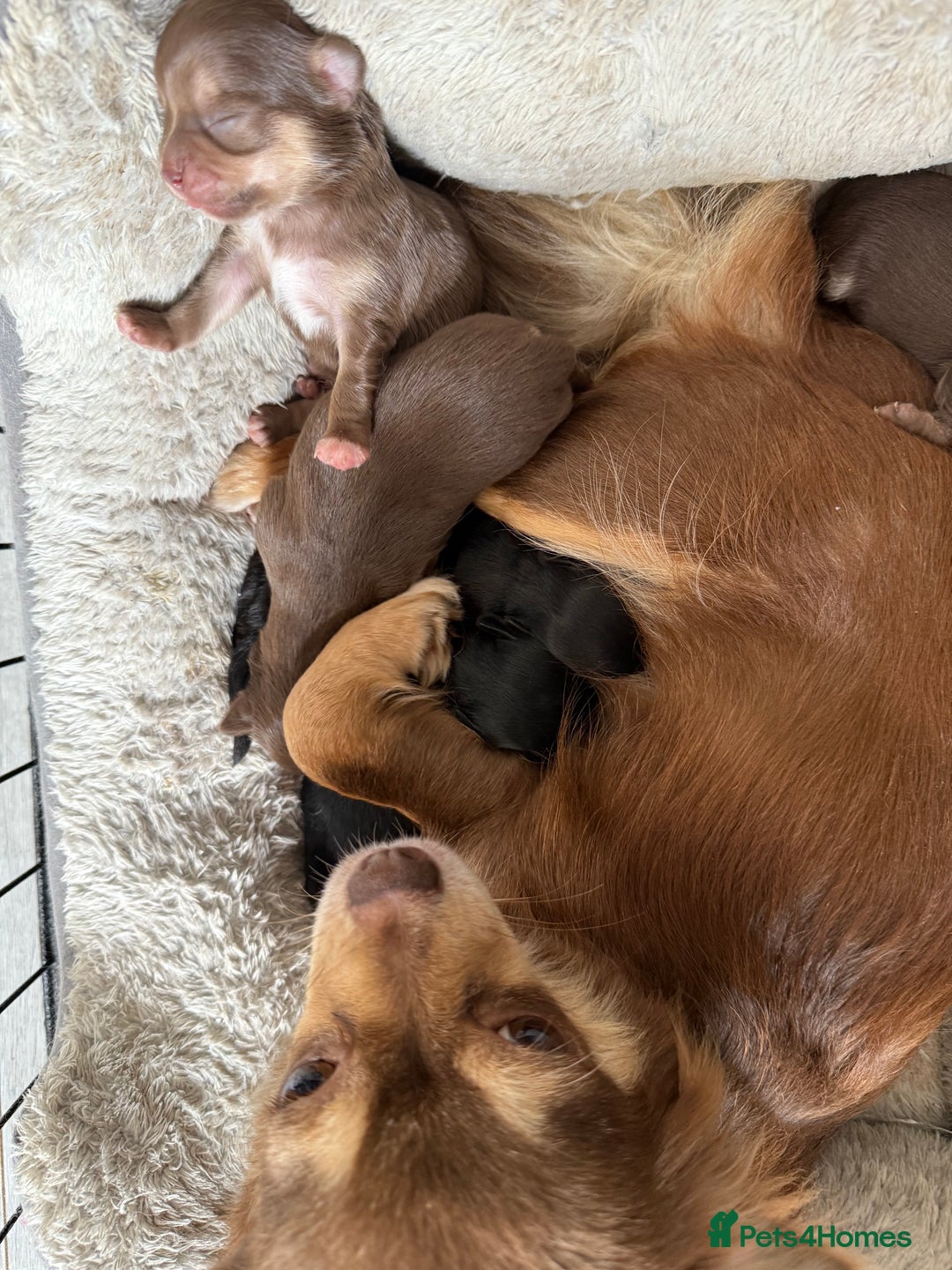 Chihuahua dogs for sale: Stunning litter of 5 long coat chihuahuas - Image 20