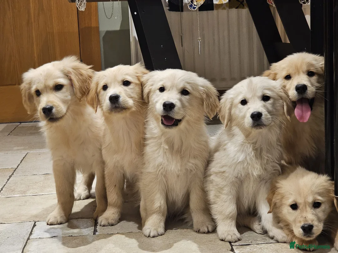 Golden Retriever dogs for sale: Golden retriever puppies - Advert 2