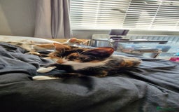 Domestic Shorthair cats for sale: Grey part tabby girl - Image 4