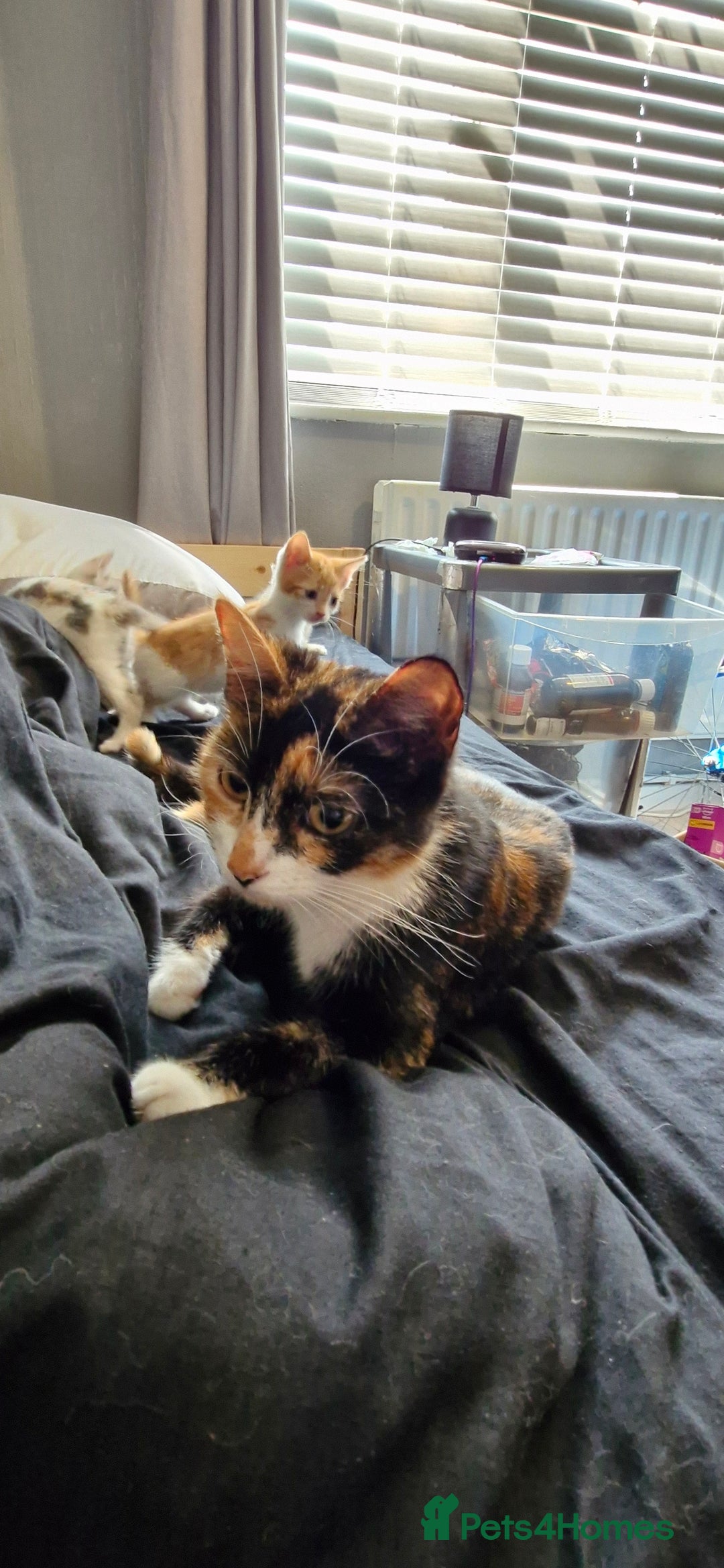 Domestic Shorthair cats for sale: Grey part tabby girl - Image 4