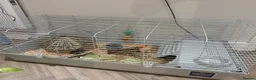 Guinea Pig rodents for sale: 2 male baby guinea pigs 6 weeks  - Advert 3
