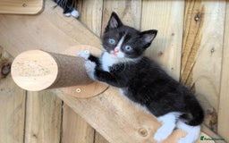 Maine Coon cats for sale: 6 Maine Coon X Polydactyl Kittens - Image 4