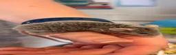 Mouse rodents for sale: Baby female fancy mice  - Advert 3