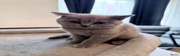 British Shorthair cats for sale:     🐾 Premium British Shorthair Kittens - Advert 17