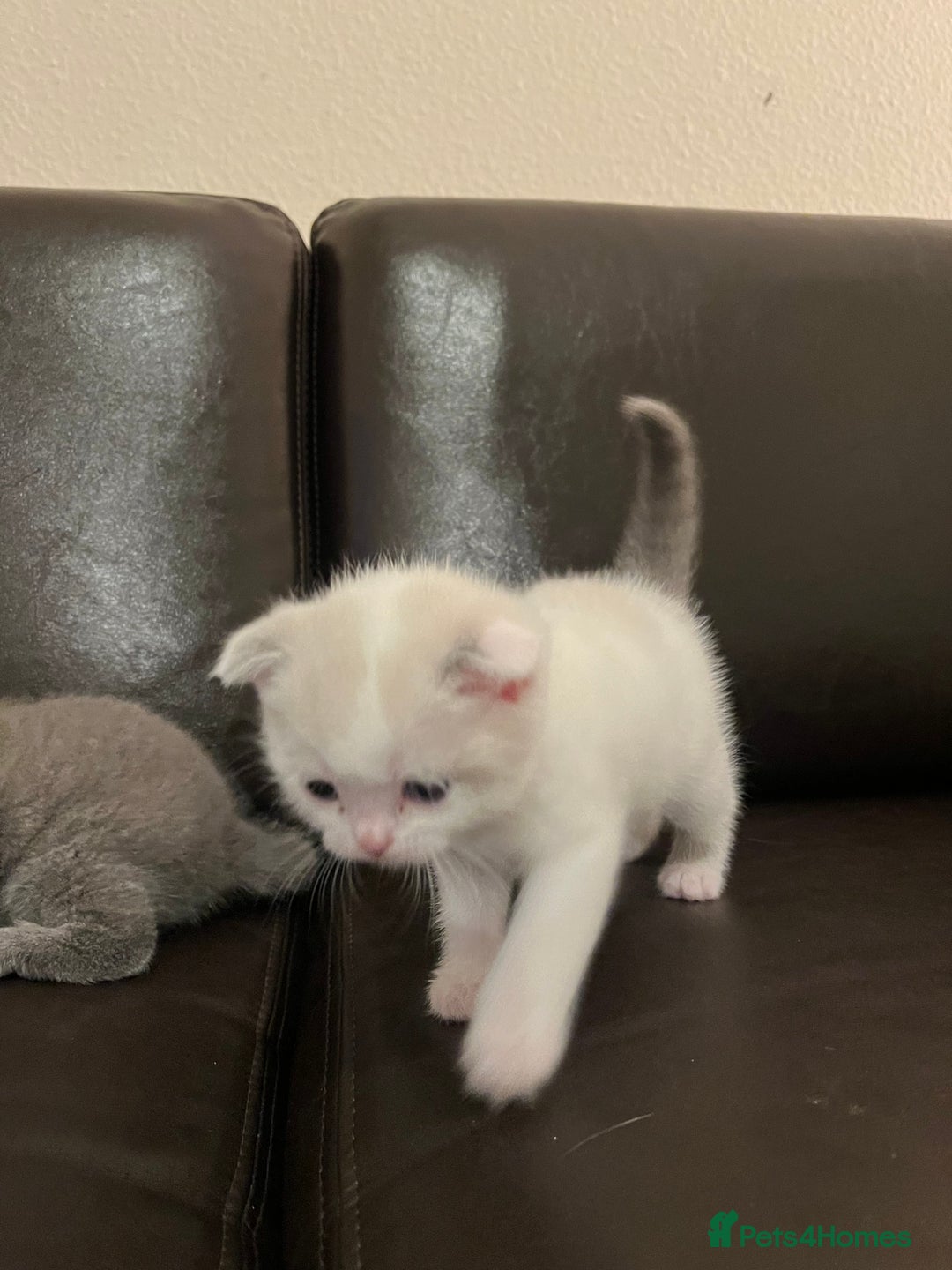 Scottish Fold cats for sale: Two beautiful floppy ear kittens for sale - Advert 3
