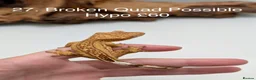 Gecko reptiles for sale: Stunning Mixed Morph Crested Gecko Babies! - Advert 23